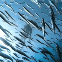Ocean GIF