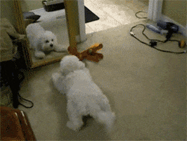 https://media3.giphy.com/media/wA3xeHTDNGJSo/200.gif