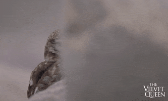Owl Wildlife GIF by Madman Films