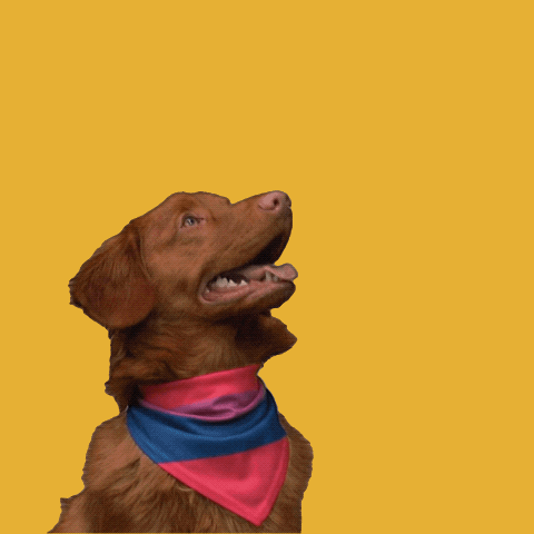Video gif. Dog wearing a striped neckerchief gazes upward, panting with its mouth open as text floats out of it. Text, "hashtag pups for equality."