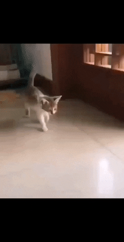 Cats GIF