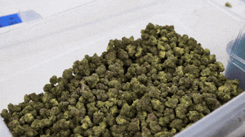 Plant Grow GIF by Exclusive Brands