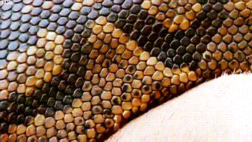snake python GIF