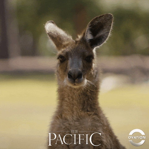 Australia Kangaroo GIF by Ovation TV - Find & Share on GIPHY Australia Kangaroo GIF by Ovation TV - Find & Share on GIPHY