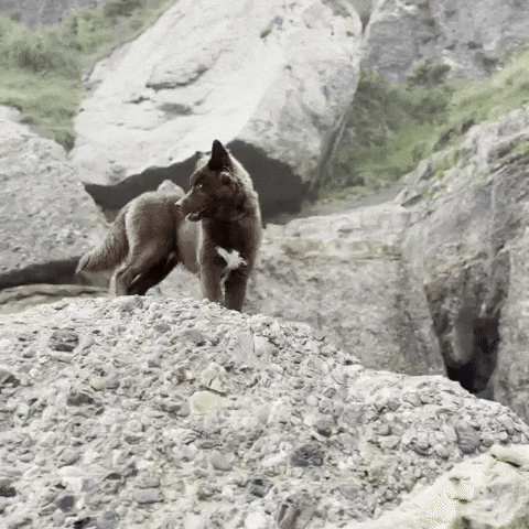 Apolo GIF