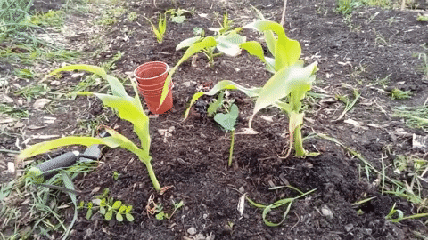 Beans GIF