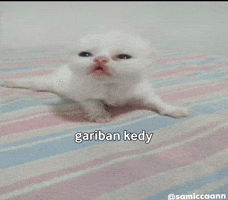 Cat Kitty GIF