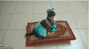 cat costume this is awesome GIF