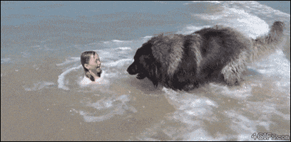 Save Good Boy GIF
