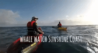 Whales Spotted by Kayakers on the Sunshine Coast