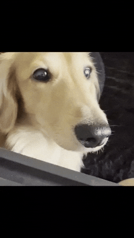 Dog Dachshund GIF