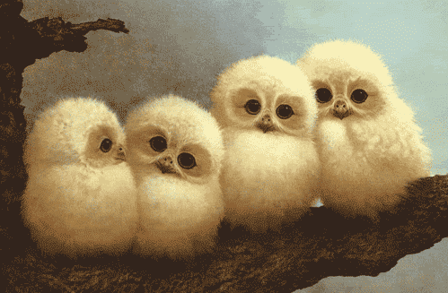 Gathering together to watch the Owl show 👇👌🦉🦉🦉🦉