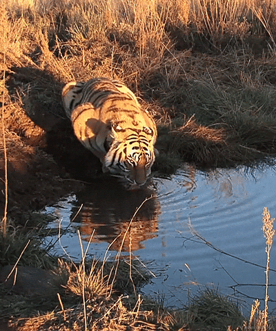 虎gif 今日のgif 虎gif 今日のgif