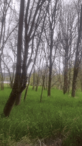 Reality GIF