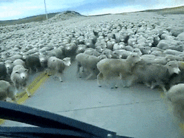 Sheep Flock GIF