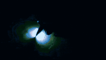 Shark GIF