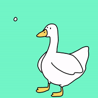 Duck GIF  Download  Share on PHONEKY