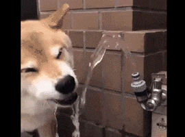 Shiba Inu Dog GIF by Web3 Newswire