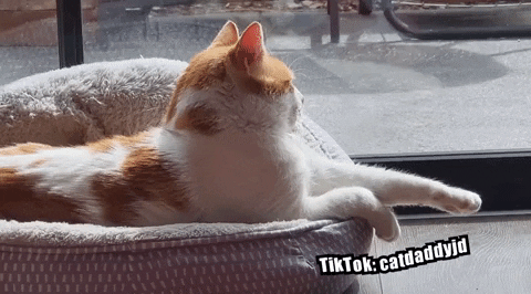 Top funny Animal Gifs of the Day by @aaaahhhh Laugh for life :) — Steemit