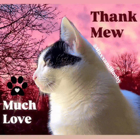 Cat Love GIF
