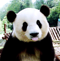 Aldığım ani kararla artık sadece Panda emojisi yanıtlayacağım lütfen soru kutumu