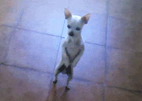 Funny Angry Chihuahua Gifs Get The Best Gif On Giphy