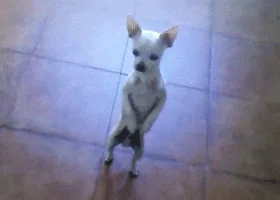 funny or die dancing GIF