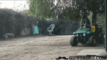 dog smart lawnmower GIF