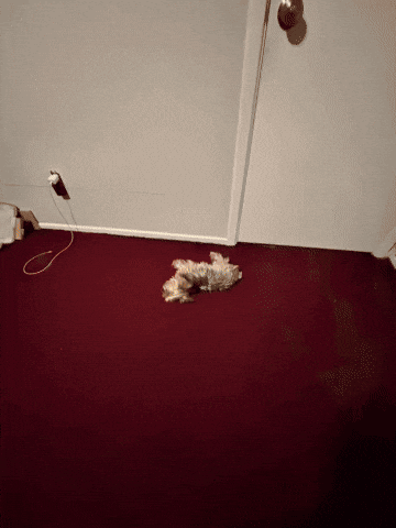 Dog Explosion GIF