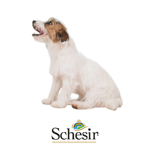 Schesir Sticker