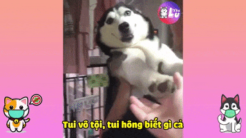 Yêu Lu GIF
