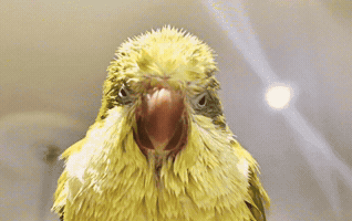 Wet Bird GIF