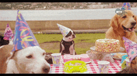 Dog Birthday Gifs Get The Best Gif On Giphy Dog Birthday Gifs Get The Best Gif On Giphy