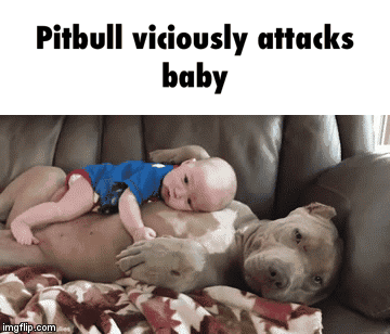 Baby Pitbull GIF - Find & Share on GIPHY