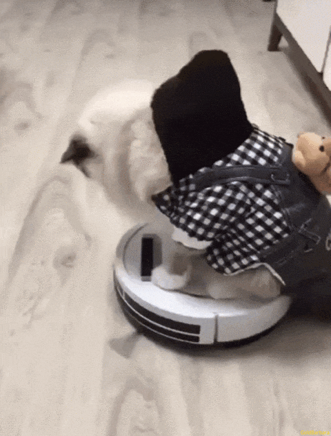 Cat Vacuum GIF