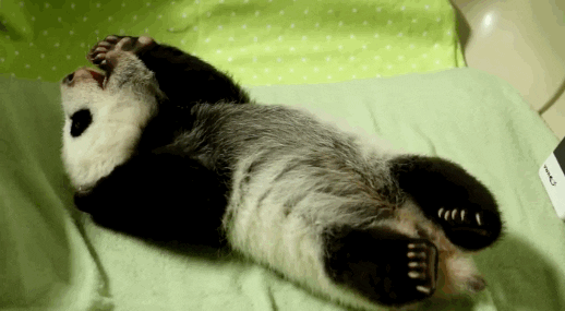 Panda Baby Gifs Get The Best Gif On Giphy