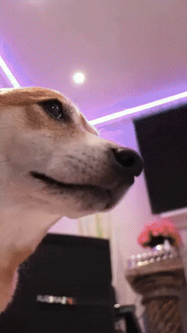 Funny Dog GIF