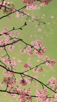 Cherry blossom GIF - Find on GIFER