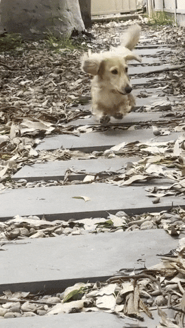 Dog GIF