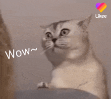 Happy Cat GIF by Likee US