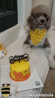 Birthday Cake Bee GIF by Geekster Pets
