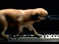 Piano-Scene-From-Big Gifs - Get The Best Gif On Giphy