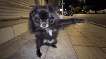 Dog Ai GIF