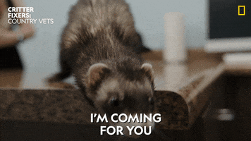 Coming For You GIF by Nat Geo Wild