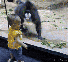 baboon dominance GIF
