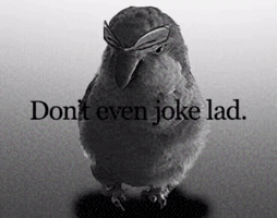 Angrybird GIF