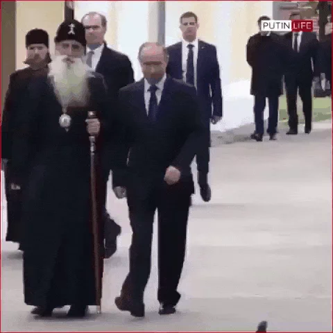 pigeon GIF