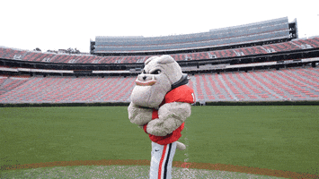 Sports gif. Georgia's bulldog mascot Uga stands dressed in game gear on the football pitch with his muscular arms crossed. He turns towards us and gives us a strong nod.