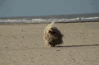 Mop GIF