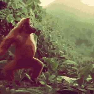 orangutan meme gif